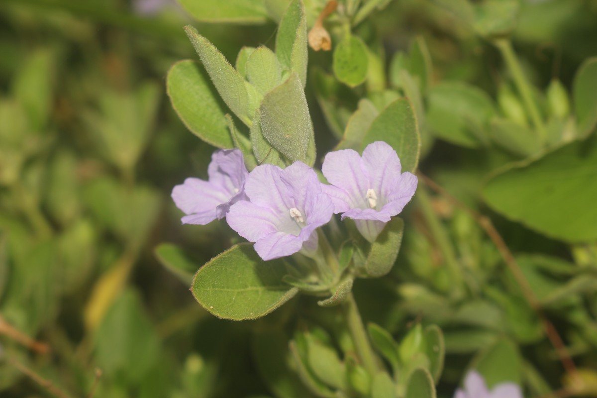 Ruellia patula Jacq.